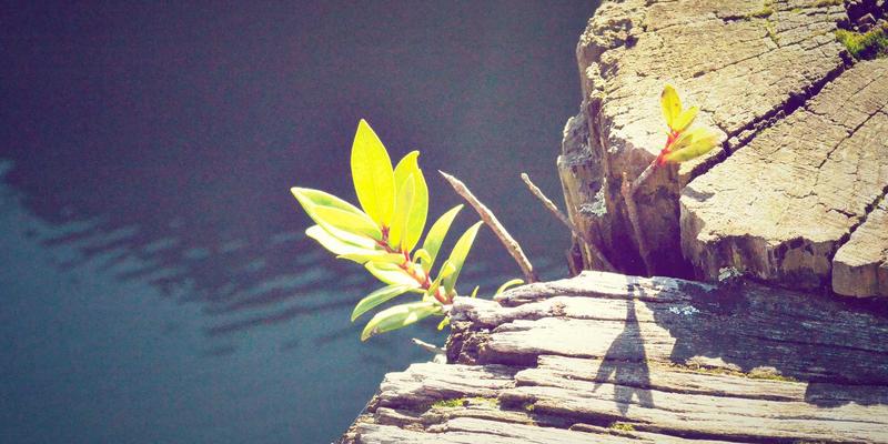 品牌推广新阵地：社交媒体如何重塑电商策略与E拥有体验