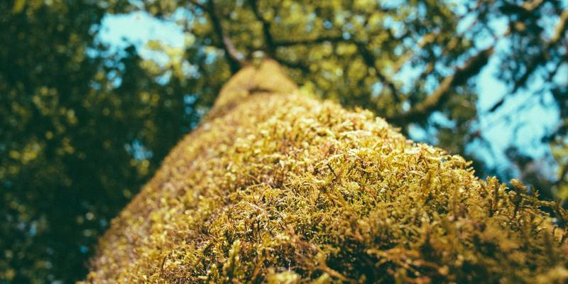 电商策略与网络营销：驱动现代电子商务增长的三大核心引擎